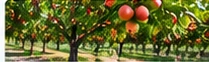 تصویر نمونه برای باغداران و شرکتهای کشاورزی